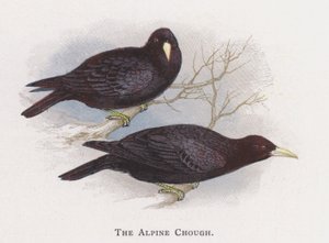 The Alpine Chough  by Alexander Francis Lydon